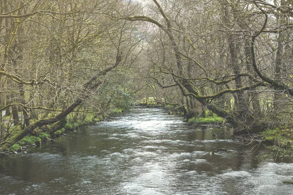 Floden Rothay Vit Mossa Promenader Naturskön Skog Fritidsområde Ambleside Lake — Stockfoto