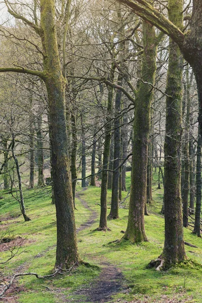 Vit Mossa Promenader Vackra Skogen Rekreationsområde Floden Rothay Ambleside Lake — Stockfoto
