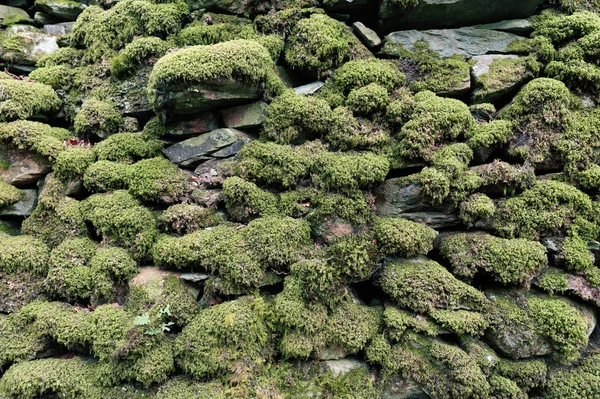 Pattern Texture Background Old Stone Wall Covered Clumps Green Moss — Stock Photo, Image