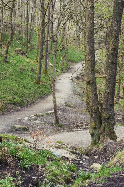 Vit Mossa Promenader Vackra Skogen Rekreationsområde Floden Rothay Ambleside Lake — Stockfoto