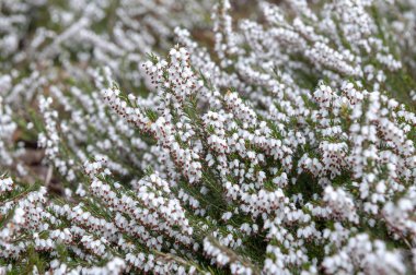 Bir sürü Erica carnea, çiçekli subshrub bitki olarak da bilinen Springwood beyaz, kış Heath, kar Heath ve Heather, bol küçük, vazo biçimli, simli beyaz çiçekler ve iğne yeşil yeşillik ile