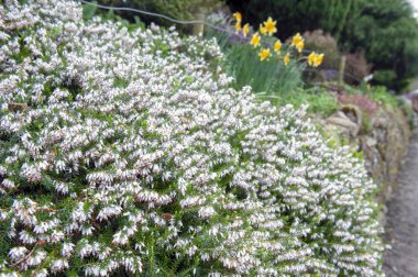 Bir sürü Erica carnea, çiçekli subshrub bitki olarak da bilinen Springwood beyaz, kış Heath, kar Heath ve Heather, bol küçük, vazo biçimli, simli beyaz çiçekler ve iğne yeşil yeşillik ile