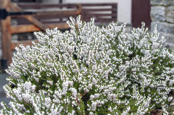 Bir sürü Erica carnea, çiçekli subshrub bitki olarak da bilinen Springwood beyaz, kış Heath, kar Heath ve Heather, bol küçük, vazo biçimli, simli beyaz çiçekler ve iğne yeşil yeşillik ile