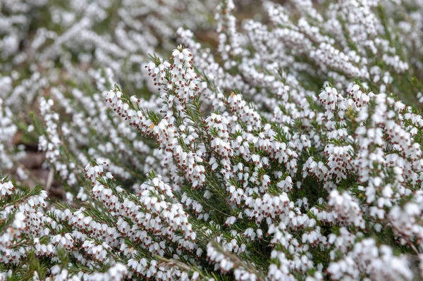 Ramo Erica Carnea Planta Subarbustiva Floreciente También Conocida Como Springwood — Foto de Stock