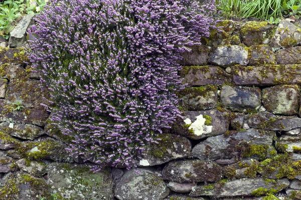 Bunch Erica Darleyensis Pink Spangles Flowering Subshrub Plant Also Known — Stock Photo, Image