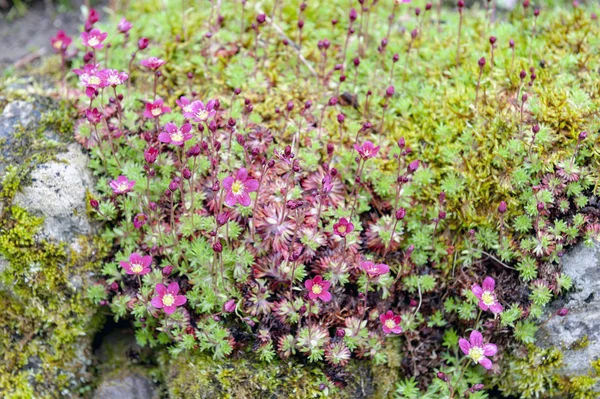 Saxifrage Mossy Pink Cup Shaped Bright Soft Pink Blossom Flowers — Stock Photo, Image