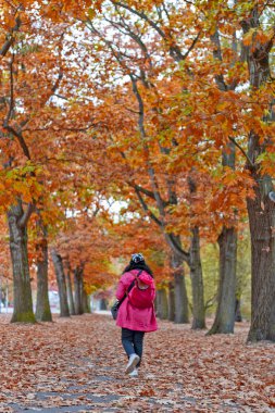 Woman walking among colorful red and yellow foliage trees in garden during autumn at Wilhelm Kluz Park in city of Leipzig, Germany clipart