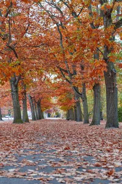 ドイツ、ライプツィヒ市のヴィルヘルム・クルス公園で秋の間に庭のカラフルな赤と黄色の葉の木 — ストック写真