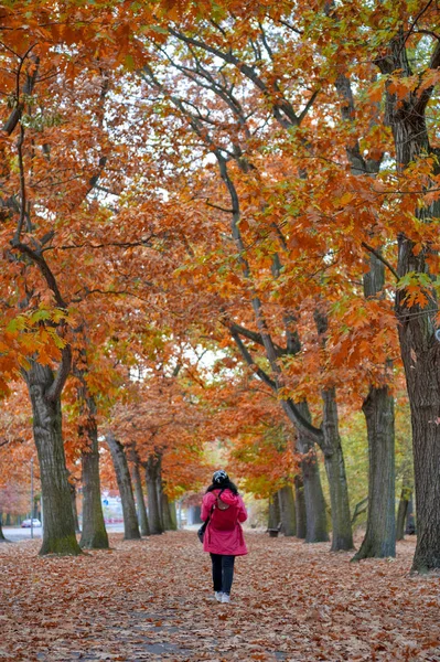 Mujer caminando entre coloridos árboles de follaje rojo y amarillo en el jardín durante el otoño en el Parque Wilhelm Kluz en la ciudad de Leipzig, Alemania — Foto de Stock