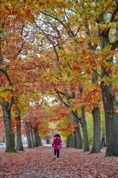 Mujer caminando entre coloridos árboles de follaje rojo y amarillo en el jardín durante el otoño en el Parque Wilhelm Kluz en la ciudad de Leipzig, Alemania — Foto de Stock