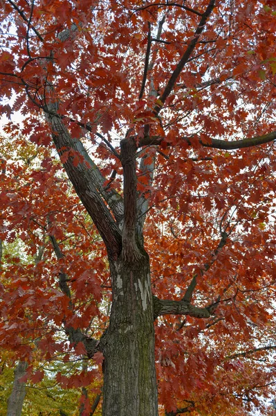 Arbres à feuillage rouge et jaune colorés dans le jardin pendant l'automne au parc Wilhelm Kluz dans la ville de Leipzig, Allemagne — Photo