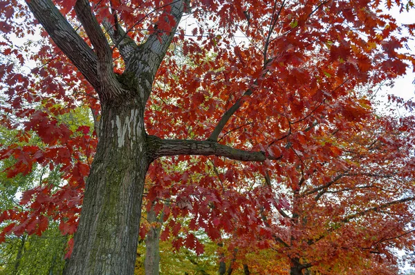 Coloridos árboles de follaje rojo y amarillo en el jardín durante el otoño en el Parque Wilhelm Kluz en la ciudad de Leipzig, Alemania —  Fotos de Stock