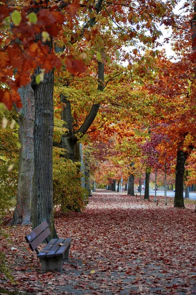 Coloridos árboles de follaje rojo y amarillo en el jardín durante el otoño en el Parque Wilhelm Kluz en la ciudad de Leipzig, Alemania — Foto de Stock