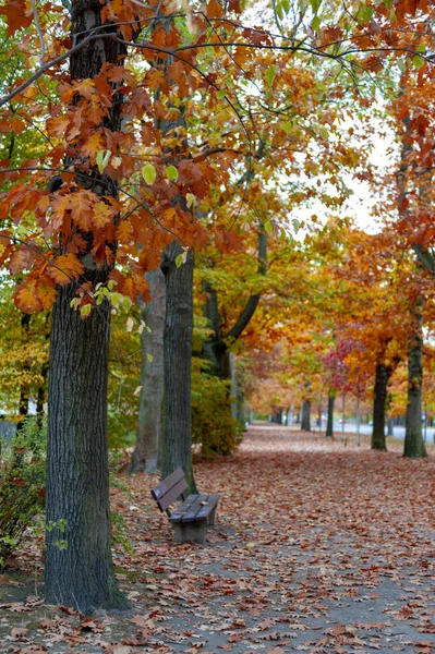 Coloridos árboles de follaje rojo y amarillo en el jardín durante el otoño en el Parque Wilhelm Kluz en la ciudad de Leipzig, Alemania — Foto de Stock