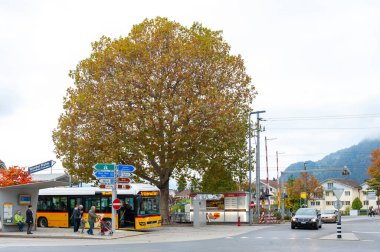 Interlaken, İsviçre - Ekim 2019: İsviçre 'de ünlü bir tatil beldesi olan Interlaken' de yol kenarında büyüyen büyük bir ağaç