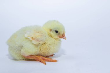 Beyaz arka planda küçük, tatlı sarı tavuk.