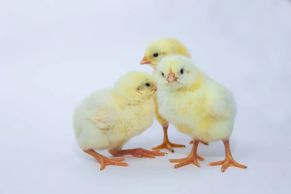 Frango amarelo doce no fundo branco . — Fotografia de Stock