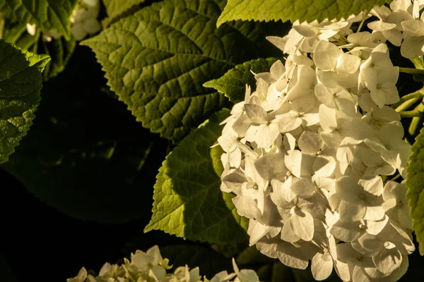 Hydrangea flowers in the sunset light of the sun. — Stock Photo, Image