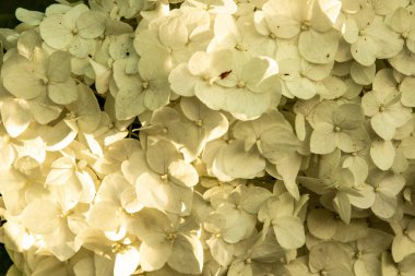 Güneşin gün batımı Nda Ortanca çiçekler.