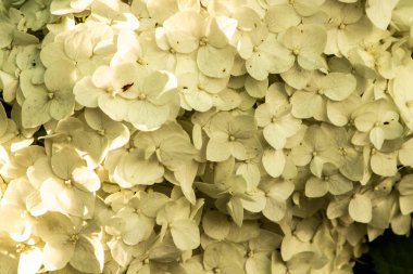 Güneşin gün batımı Nda Ortanca çiçekler.