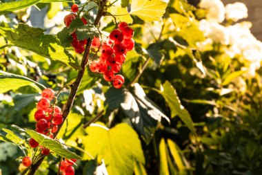 Güneşin gün batımı Nda kuş üzümü meyveleri.