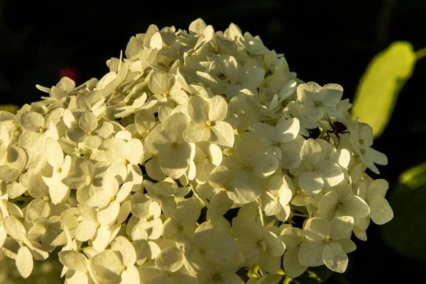 Hortênsia flores ao pôr do sol luz do sol . — Fotografia de Stock