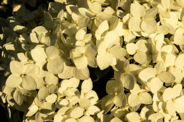 Güneşin gün batımı Nda Ortanca çiçekler.