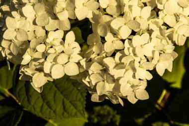 Güneşin gün batımı Nda Ortanca çiçekler.