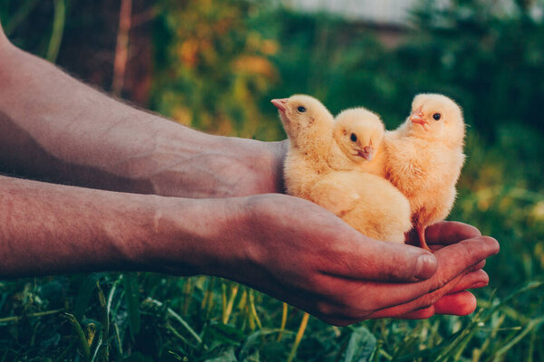 Маленькие желтые цыплята в руках человека на фоне зеленой травы в лучах заката
