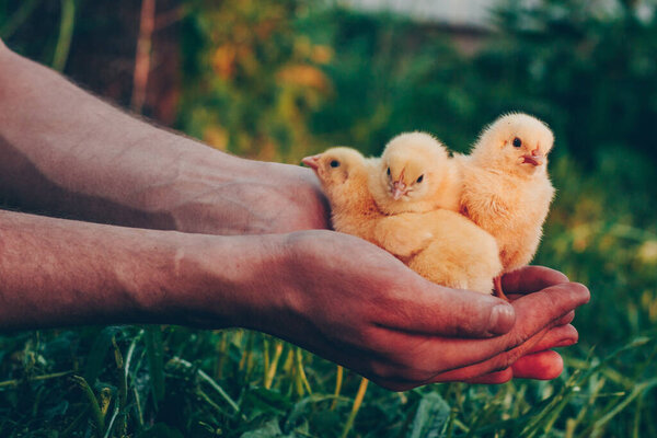 Little yellow chickens in the hands of a man on a background of green grass in the rays of sunset