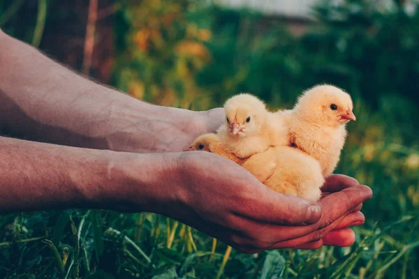 Kis Sárga Csirkék Egy Zöld Hátterében Álló Ember Kezében Naplemente Stock Kép