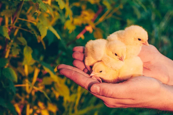 Kis Sárga Csirkék Egy Zöld Hátterében Álló Ember Kezében Naplemente Stock Kép