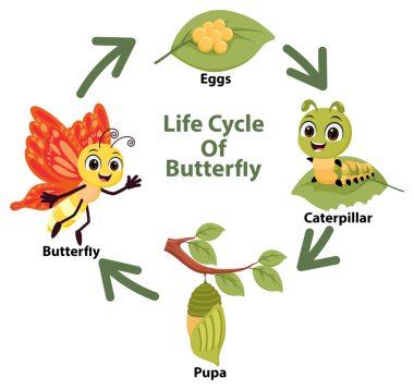 Bir kelebek çizgi film karakterinin yaşam döngüsü.