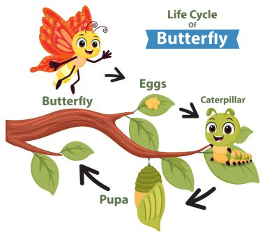 Bir kelebek çizgi film karakterinin yaşam döngüsü.