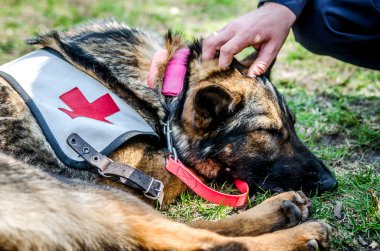 Bir gün işten sonra kurtarma köpeği uyur.