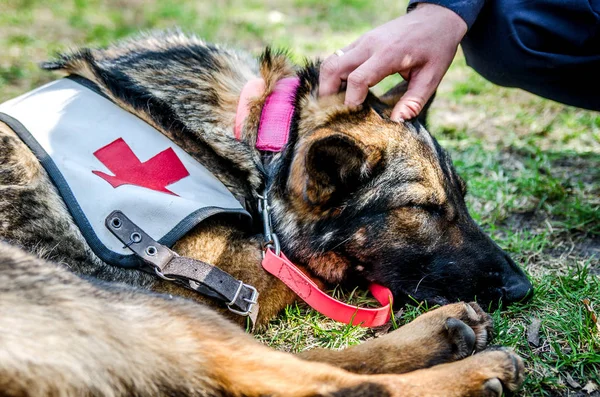 Rescue Dog Sleeps Day Work — Stock Photo, Image