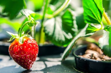 Kırmızı Olgun çilek berry bir tencereye büyüyen.