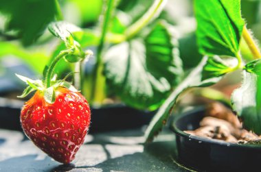 Bir tencereye büyüyen bir kırmızı çilek berry.