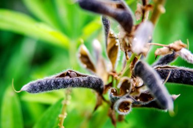 Siyah senen ile olgunlaşmış açık karanlık bakla.