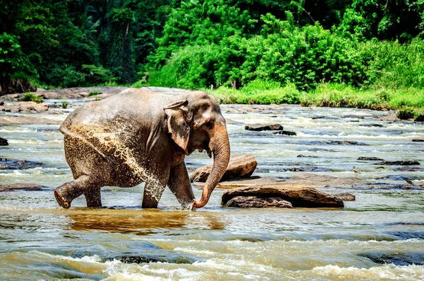 Fil Pinnawala Fil Yetimhanesi, Sri Lanka bir banyo sırasında gövdesi su döktü.