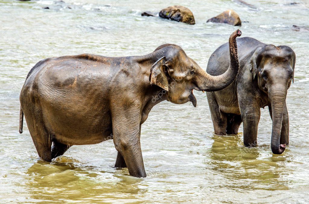 Elephants in the river while swimming in the Pinnawala Elephant Orphanage, Sri Lanka.