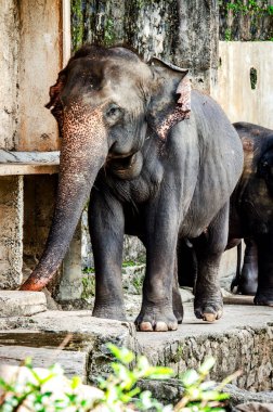 Büyük fil içinde Pinnawala Fil Yetimhanesi, Sri Lanka.