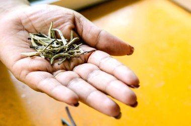 Bir çay Fabrikası'nda onun elinde Gümüş çay yaprak. Sri Lanka.