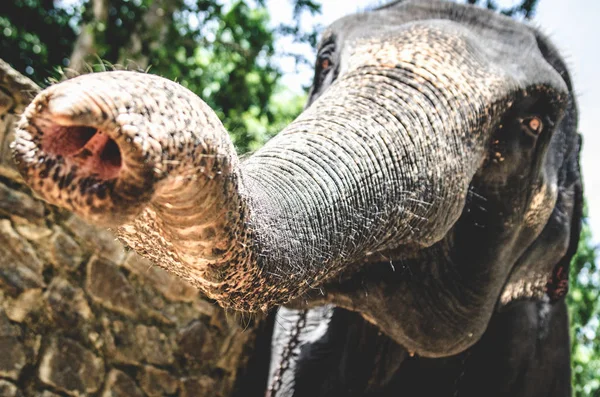 A large elephant in the  Pinnawala Elephant Orphanage draws a trunk to the camera.