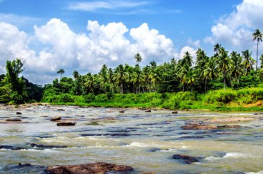 Filler Pinnawala Fil Yetimhanesi, Sri Lanka'da banyo güzel bir nehir.