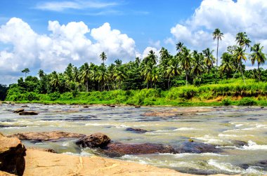 Güzel doğa içinde Pinnawala Fil Yetimhanesi, Sri Lanka.