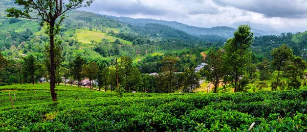 Panorama Des Plantations Thé Nuwara Eliya Sri Lanka — Photo