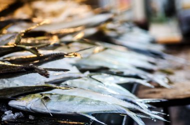 Taze balık balık dükkanda tezgahın üstünde. Kalutara, Sri Lanka.