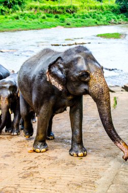 Sri Lanka, odasında banyo ile sürünün ayakta ile yürüme fil durdu ve kameraya doğru görünüyor.