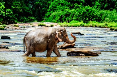 Yükseltilmiş bir gövde ile büyük bir fil nehir boyunca yürüyor. Pinnawala Fil Yetimhanesi. Sri Lanka.